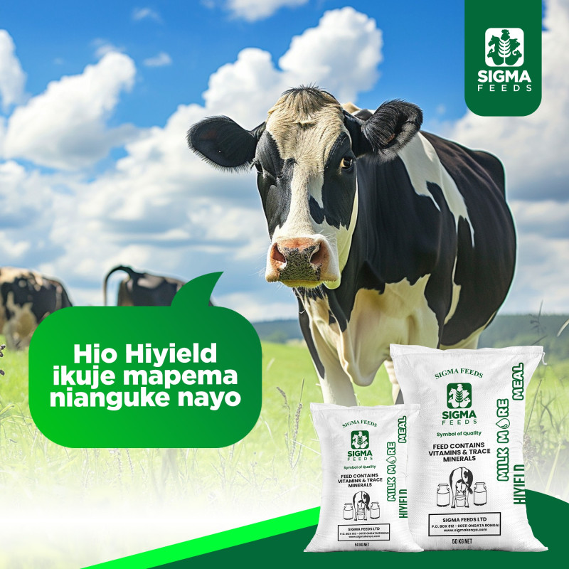 Estate Bongo Store promo