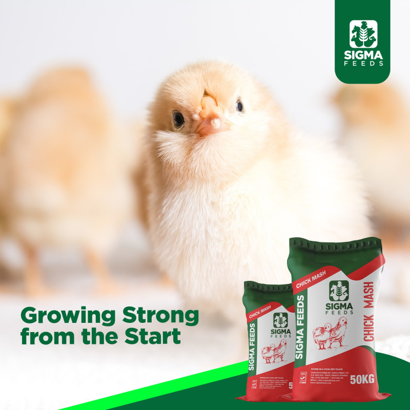 Estate Bongo Store promo